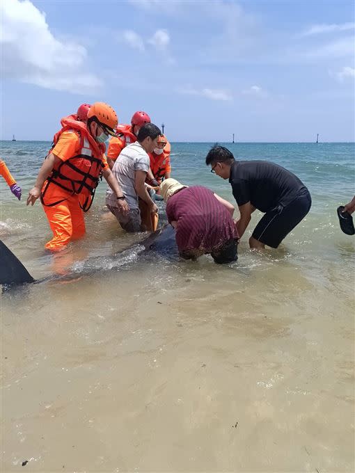 澎湖海巡挖溝竭力引導成功救援，稀有保育類短肢領航鯨返回大海。（圖／翻攝畫面）