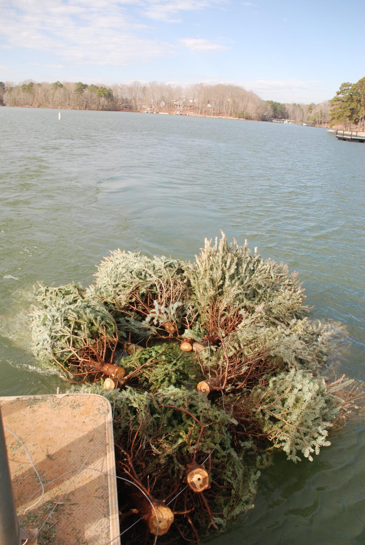 Live Christmas trees are recycled at Hartwell Dam and Lake Project and J. Strom Thurmond Lake to help create habitats for freshwater fish. Courtesy of U.S. Army Corps of Engineers, Savannah District.