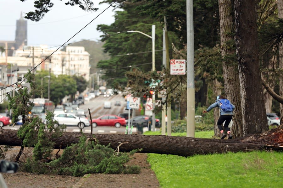 A pedestrian climbs over a downed tree that was blocking all four lanes of Fulton Street at 15th Avenue in San Francisco on Sunday, Feb. 4, 2024. (Scott Strazzante/San Francisco Chronicle via AP)