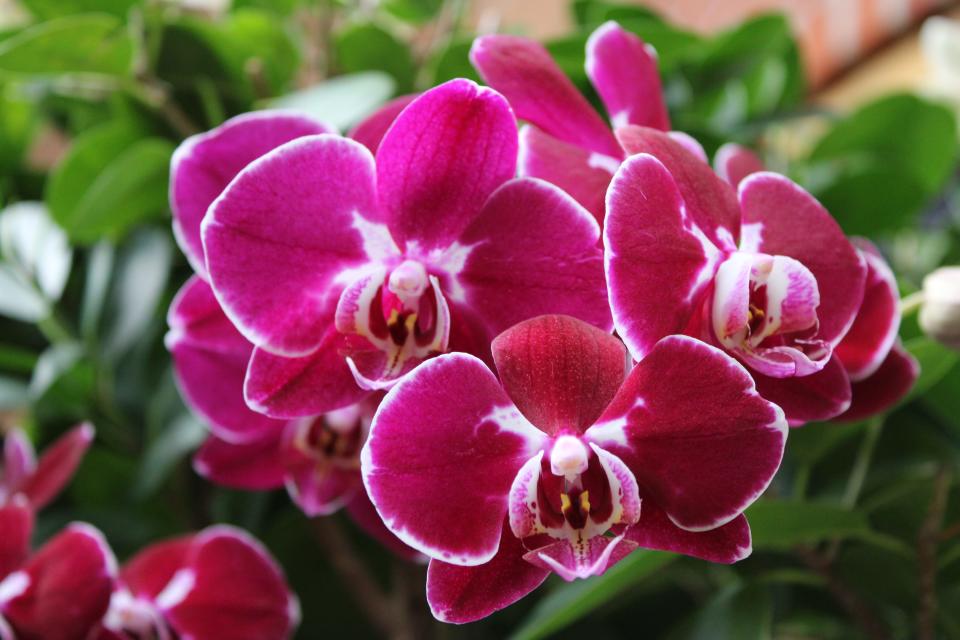 Discover an enchanting retreat from the cold weather this year with Winter’s Interlude – an orchid presentation at Kingwood Center Gardens.