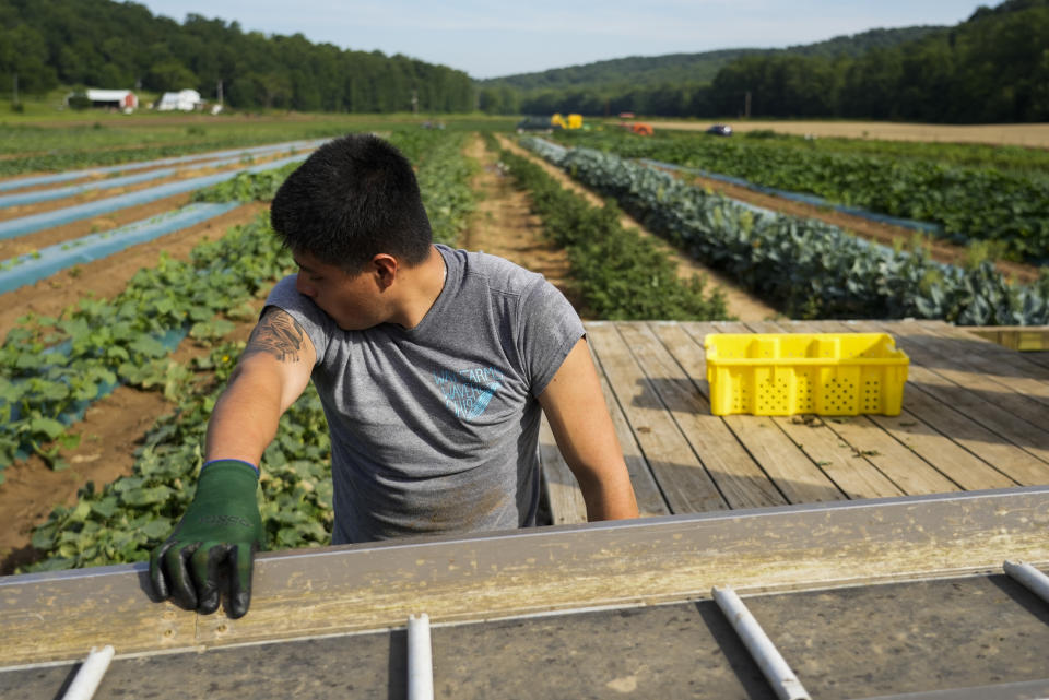 Brayan Manzano wipes sweat off his face while picking yellow squash, Friday, July 7, 2023, at a farm in Waverly, Ohio. As Earth this week set and then repeatedly broke unofficial records for average global heat, it served as a reminder of a danger that climate change is making steadily worse for farmworkers and others who labor outside. (AP Photo/Joshua A. Bickel)