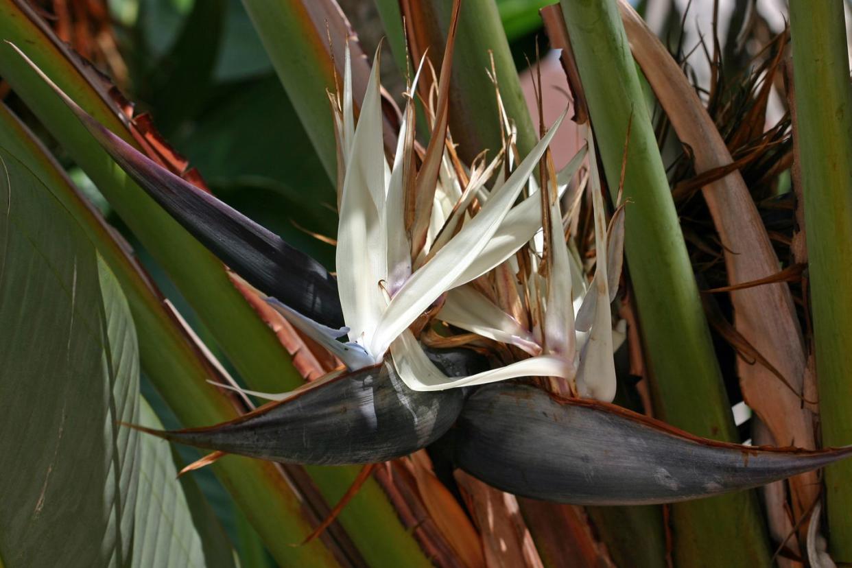 white bird of paradise flower