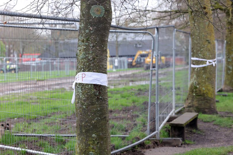 Trees with white paper wrapped around them (inscription not readable) in Roath Park. Diggers are excavating the grass behind, partially obscured by metal fences