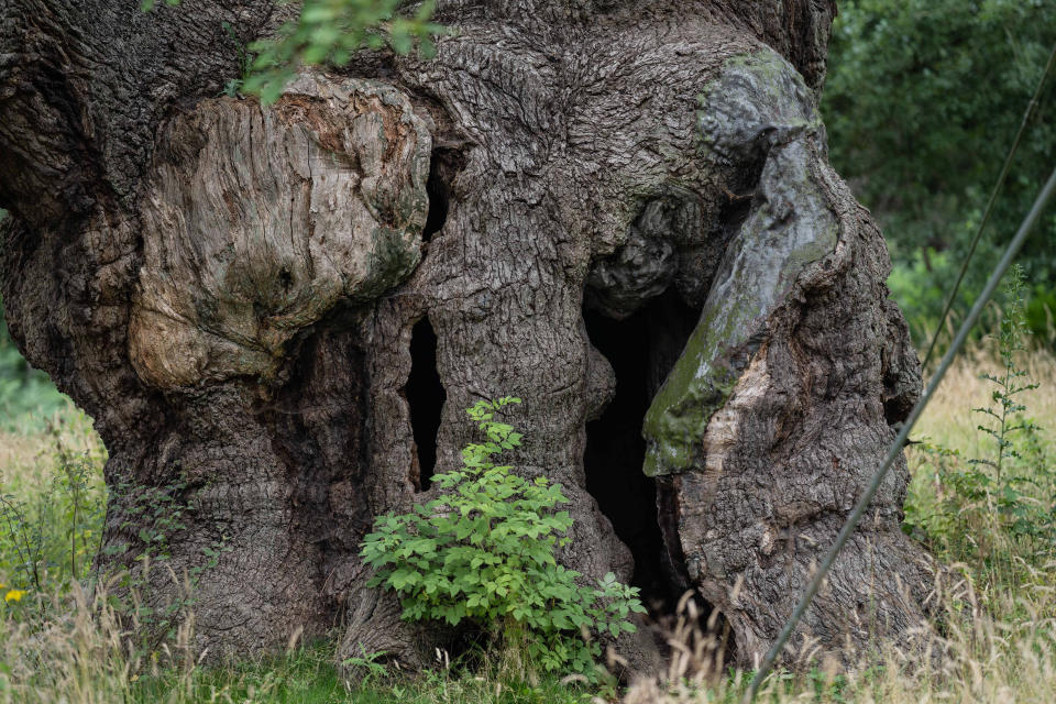 The tree has stood for 1,000 years (Picture: SWNS)