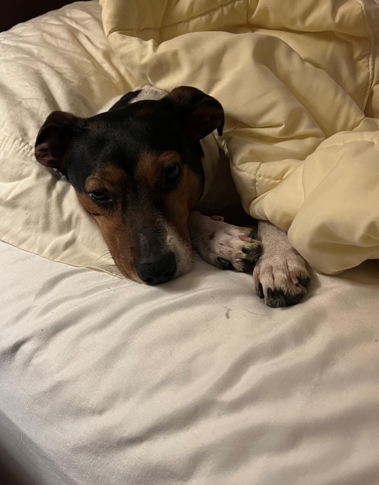 Dr. Brian Rambarran's 2-year-old terrier mix Toby, who he adopted after rescuing him on one of his mission's.