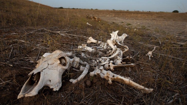 The bones of a cow lay on the ground next to stock tank dried up due to the drought near Bastrop in 2011. JAY JANNER / AMERICAN-STATESMAN