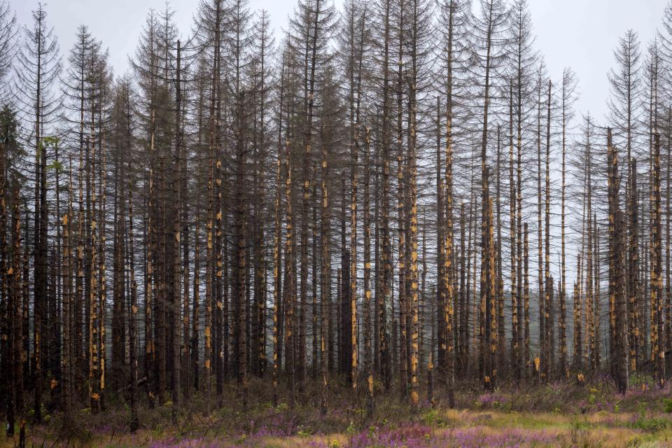 Dead trees stand in Lower-Saxony state forests at the Harz mountains near Clausthal-Zellerfeld, Germany, Thursday, July 27, 2023. The tiny insects have been causing outsized devastation to the forests in recent years, with officials grappling to get the pests under control before the spruce population is entirely decimated. (AP Photo/Matthias Schrader)