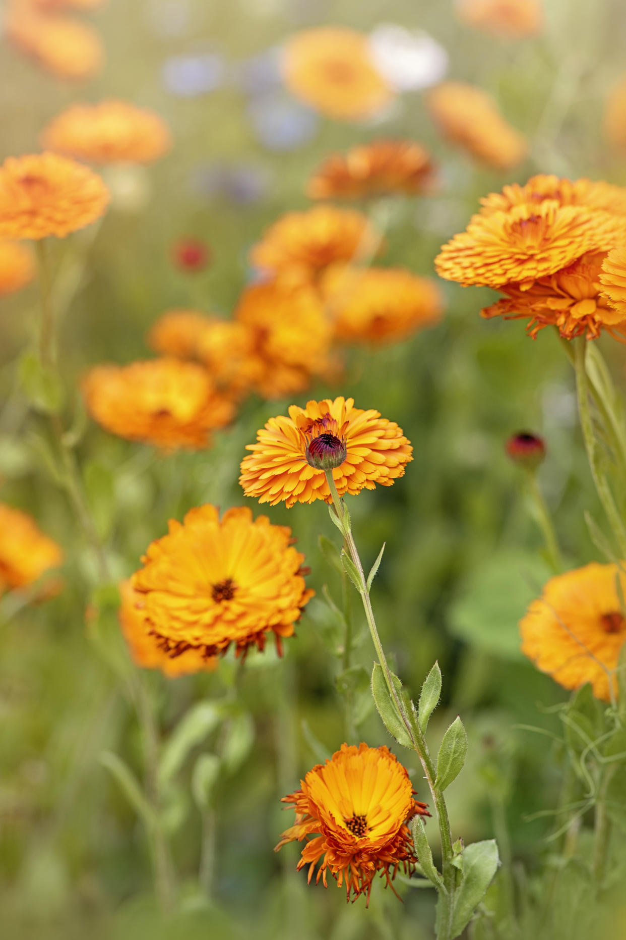 Orange flowers of the marigold