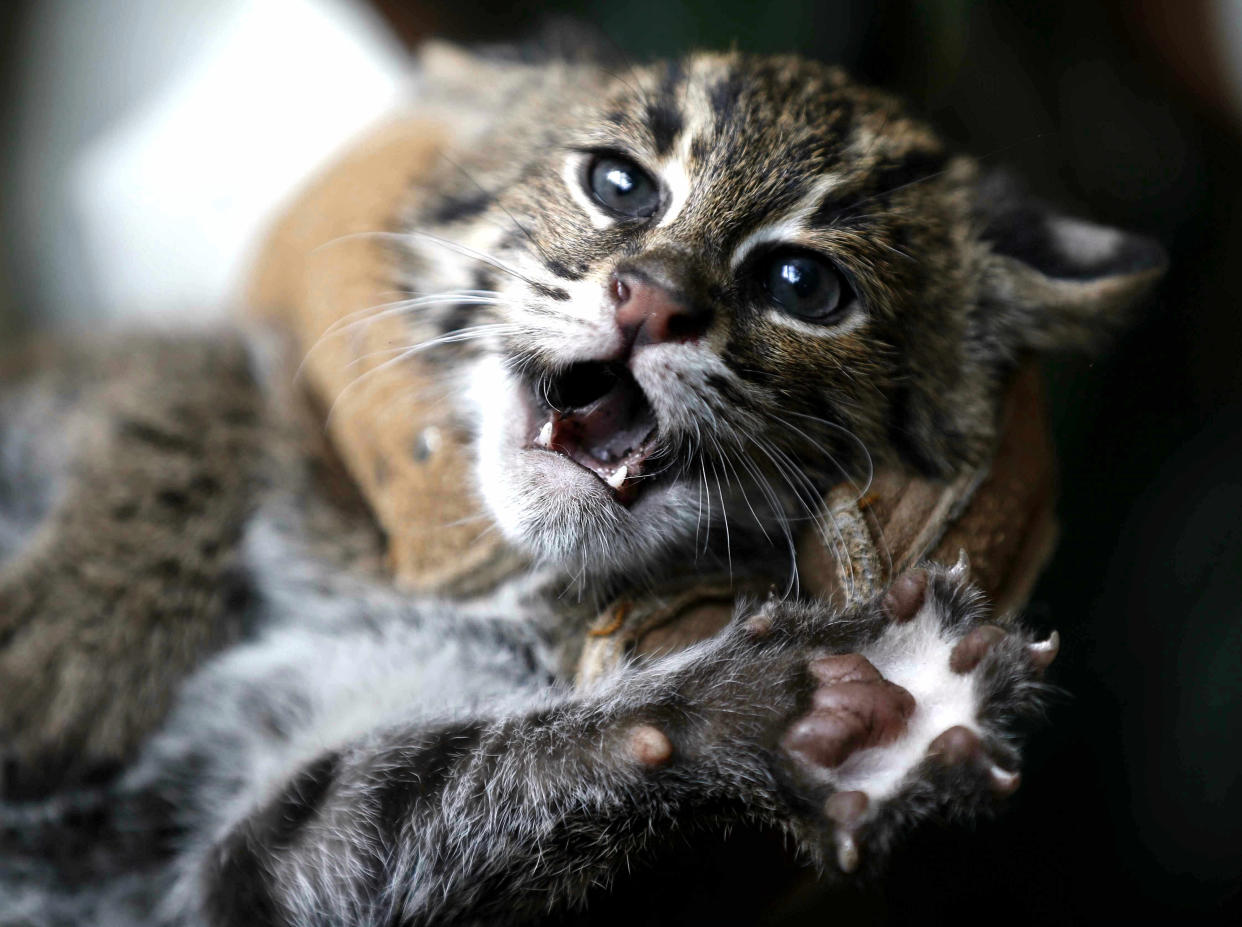 Diese Fischkatze wurde im August 2013 im Zoo von Duisburg geboren. In Indonesien ist die Rasse inzwischen ausgestorben. (Bild: AP Photo)