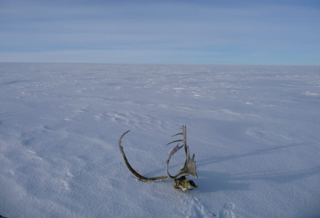 A caribou skull is seen on Feb. 21, 2012, on the frozen tundra in Bering Land Bridge National Preserve. (Photo provided by National Park Service)