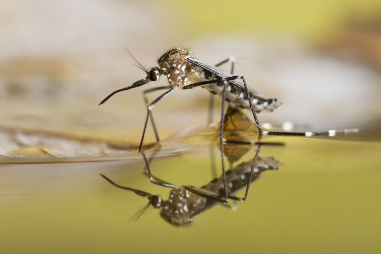 An Aedes japonicus mosquito rests on the water surface from which it just emerged.