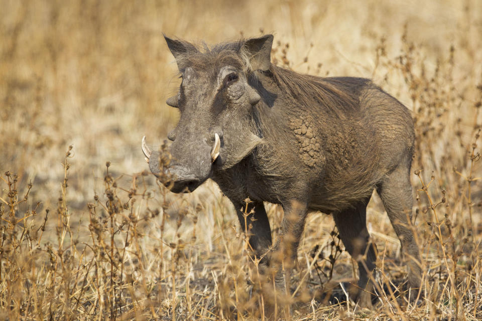 A sole warthog contemplates what lies ahead.  (Photo: Will Burrard-Lucas/Caters News)