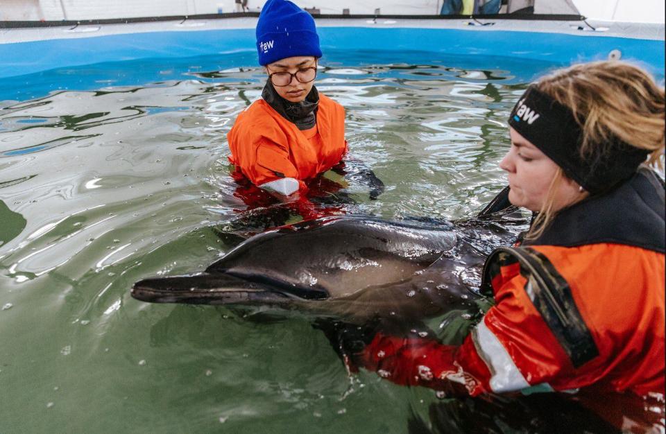 First-of-its-kind dolphin rehabilitation center on Cape Cod treats, releases first patient