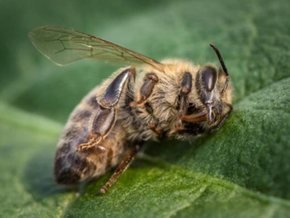 Use of thiamethoxam could be fatal, say environmentalists (Getty Images/iStockphoto)