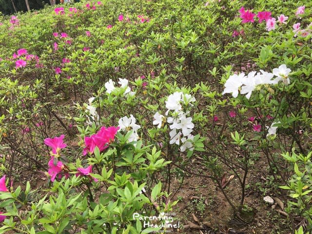 【親子好去處】南昌公園野餐兼賞黃花