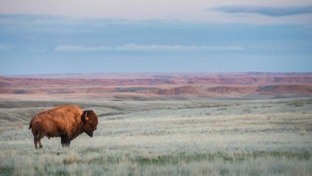 Agriculture, oil and gas development and other industrial development have claimed much of our original prairie ecosystems. 