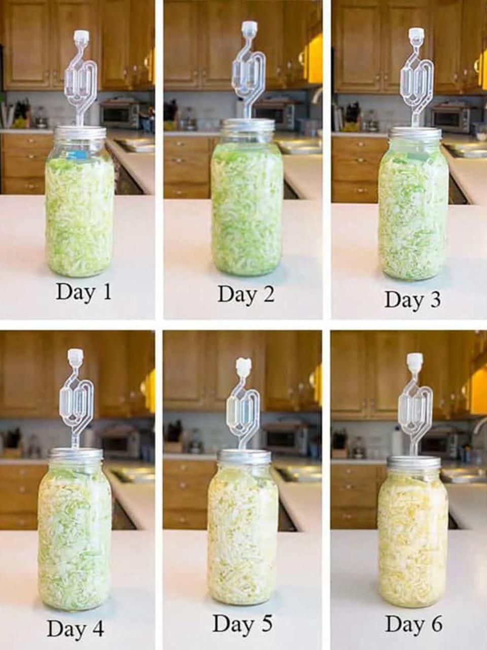 The sauerkraut fermentation is most visibly active during the first six or seven days where the cabbage turns from green to a light-beige color.
