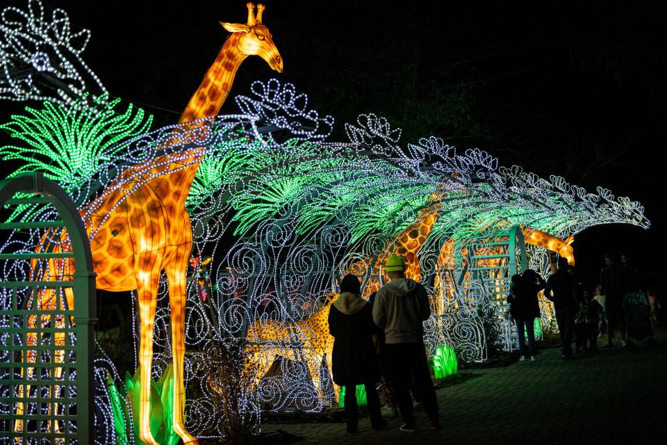 Animal themed lanterns adorn the Bergen County Zoo for the Let it Glow Lantern Spectacular in Paramus, NJ on Saturday, November 12, 2022. People walk along a giraffe-themed lantern display. 