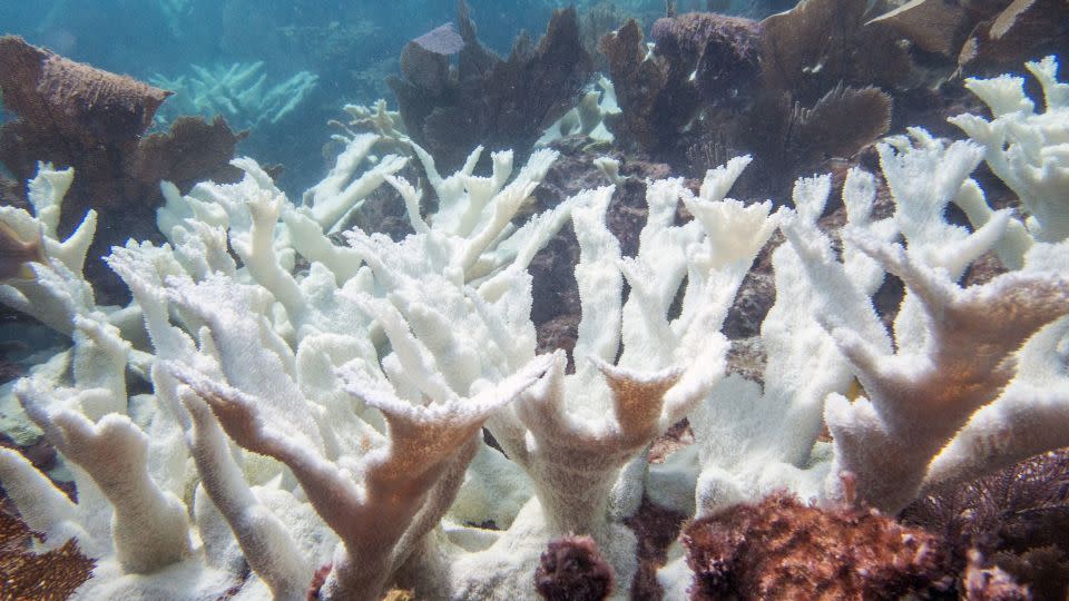 Elkhorn coral used to be widespread around Florida. - Courtesy Liv Williamson