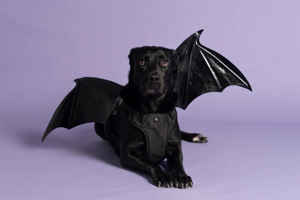Your pets can get in on the Austin costume action. Here's Malcolm as one of our iconic bats.