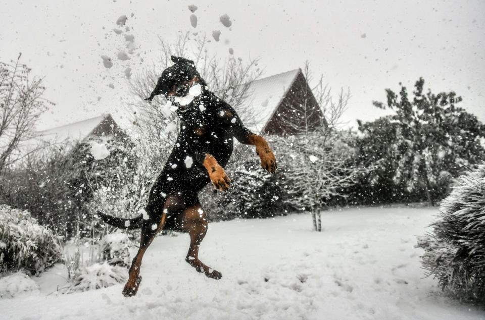 <p>Dieser Hund freut sich ganz besonders über den ersten Schnee – vor Freude über einen großen Schneeball kann man da schon mal in die Luft gehen. (Bild: Getty Images) </p>