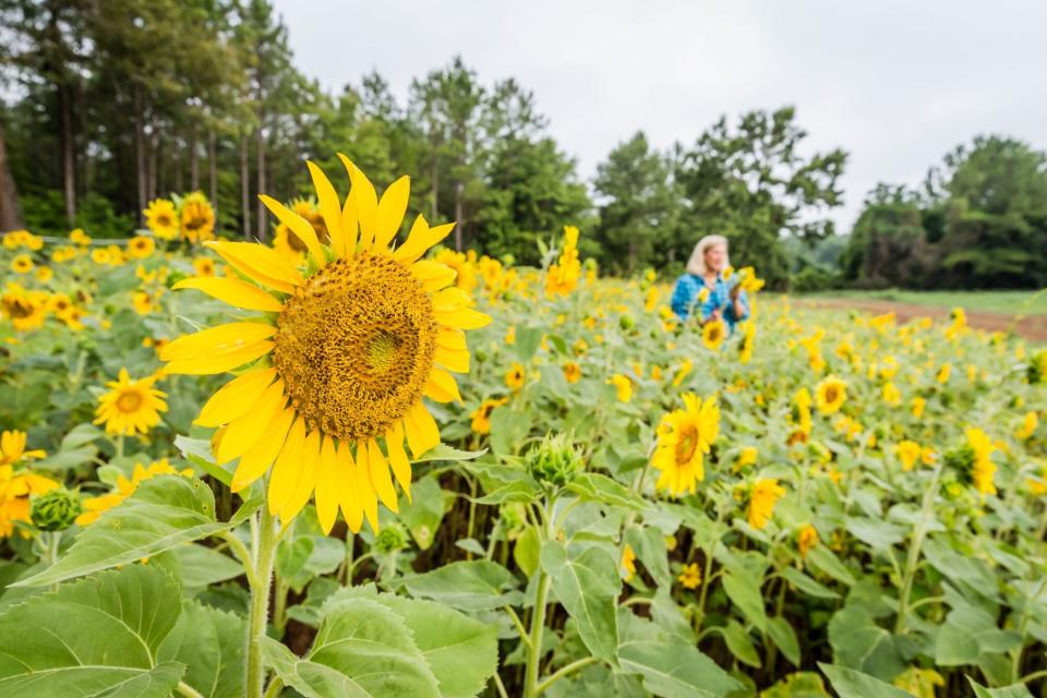 Holly Vaughn's Sunflower Field