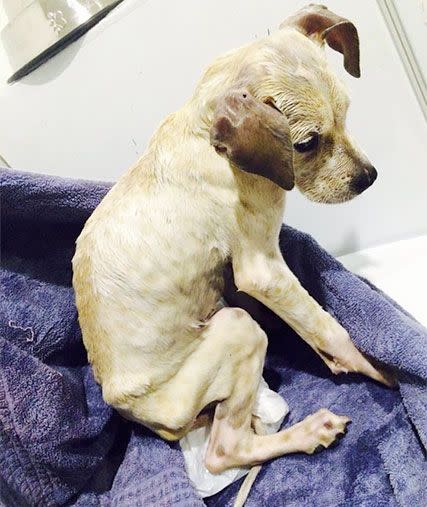 Four-month-old puppy Davey was emaciated and had a broken leg when he was discovered. Photo: Facebook