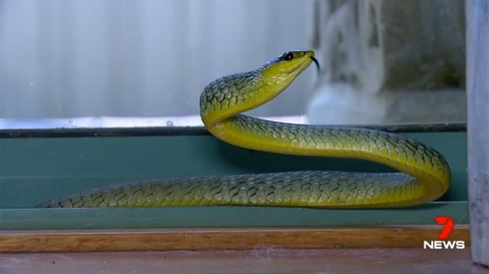 It's been a busy season for snake catchers around Sydney. Source: 7 News