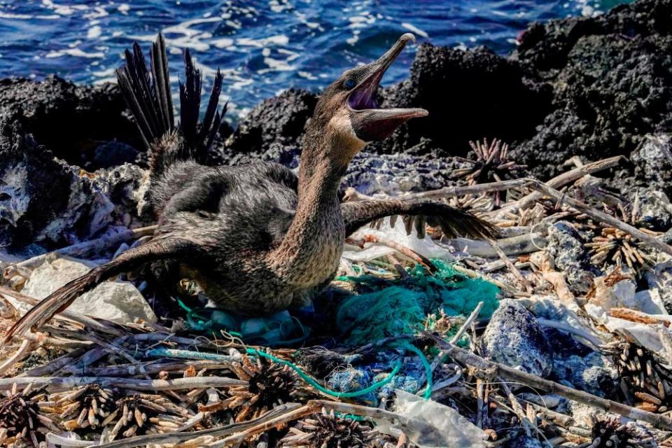 A cormorant sits on her nest surrounded by garbage on the shore of Isabela Island in the Galapagos archipelago.