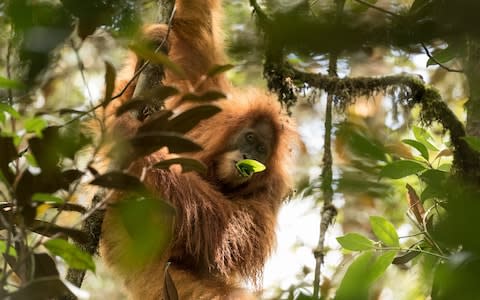 Scientists knew that a strange group of orangutan lived in the Sumatran jungle but have only discovered they are a different species  - Credit:  Andrew Walmsley