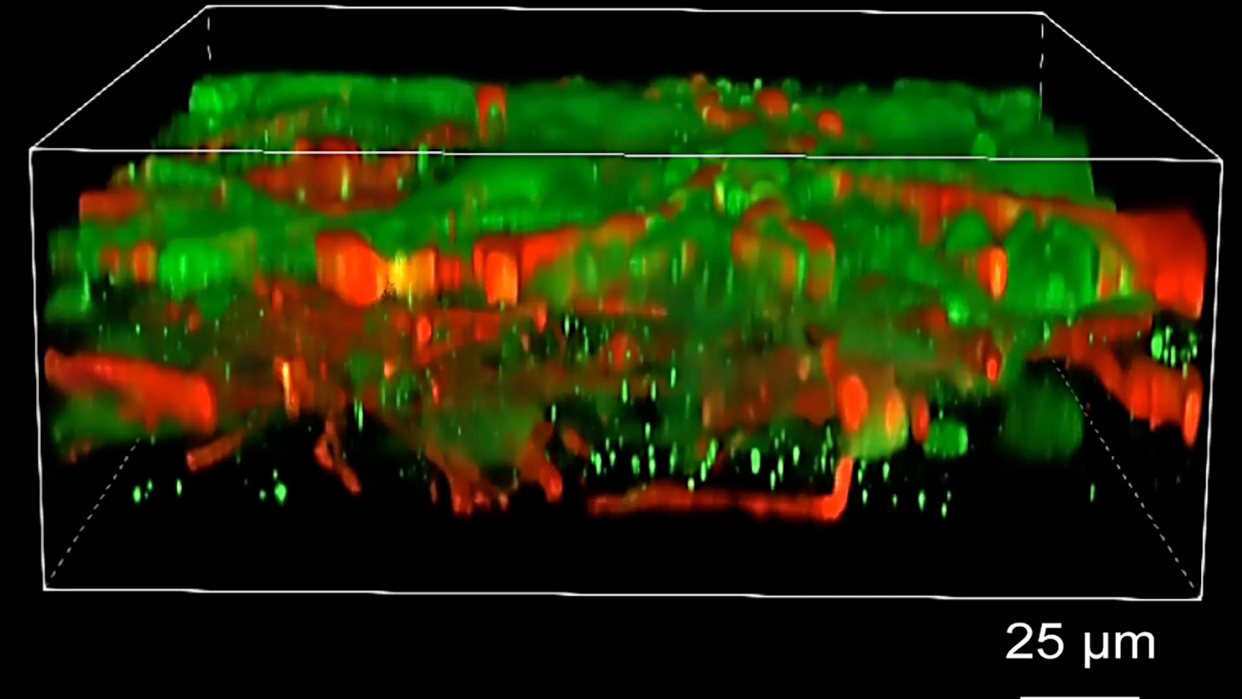 Illustration of 3D printed brain tissue culture with 25nm scale