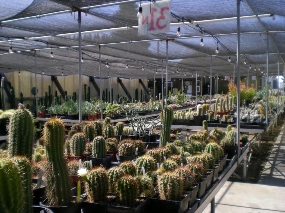 Additional rows of cacti at Poot’s Cactus.