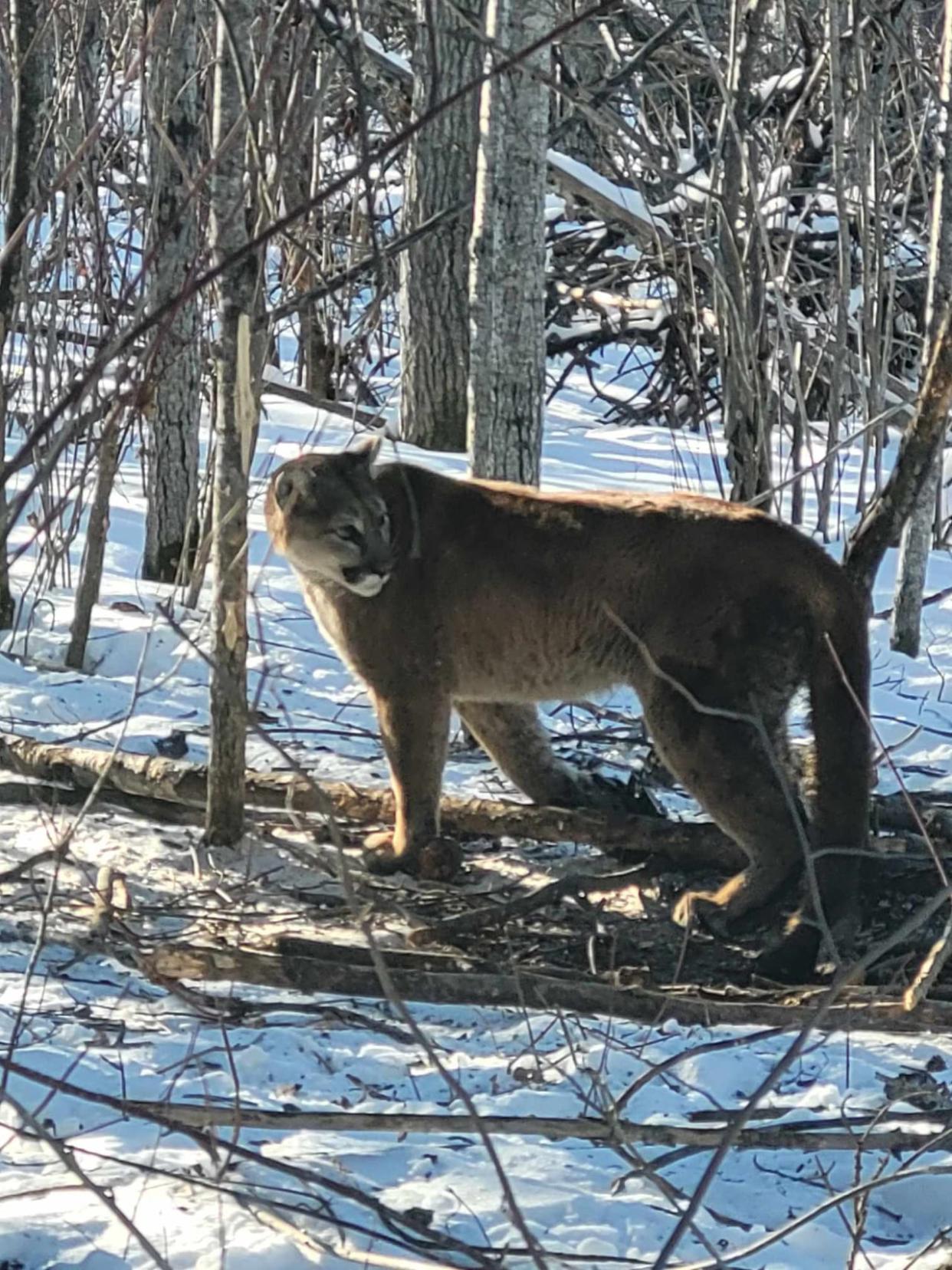 Clint Janzen caught this cougar in one of his traps a few weeks ago. (Submitted by Clint Janzen - image credit)