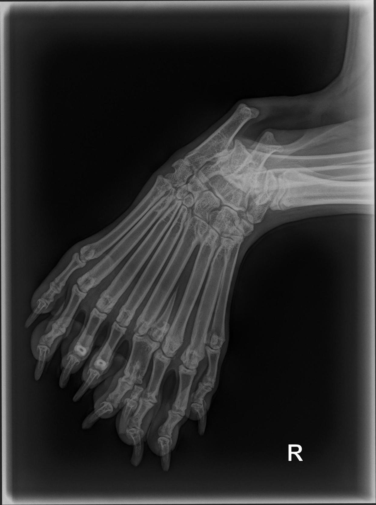 An x-ray image of Bella's right rear paw shows that the puppy has nine toes, rather than the typical four or five.