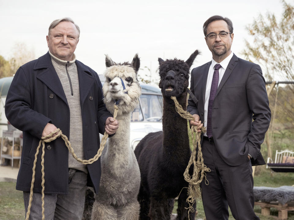 Kommissar Frank Thiel (Axel Prahl, l.) und Prof. Karl-Friedrich Boerne (Jan Josef Liefers) mit zwei Alpakas im "Tatort: Rhythm and Love". (Bild: WDR/Martin Valentin Menke)