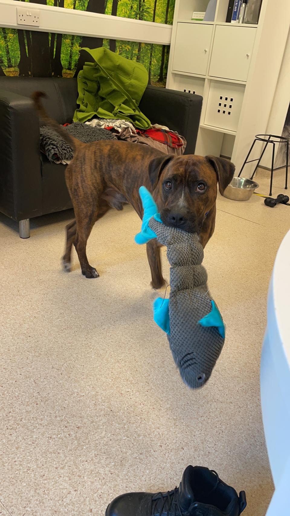 Staff have given Luke his own soft toy to comfort him while he awaits a new family (Battersea Dog & cats Home)