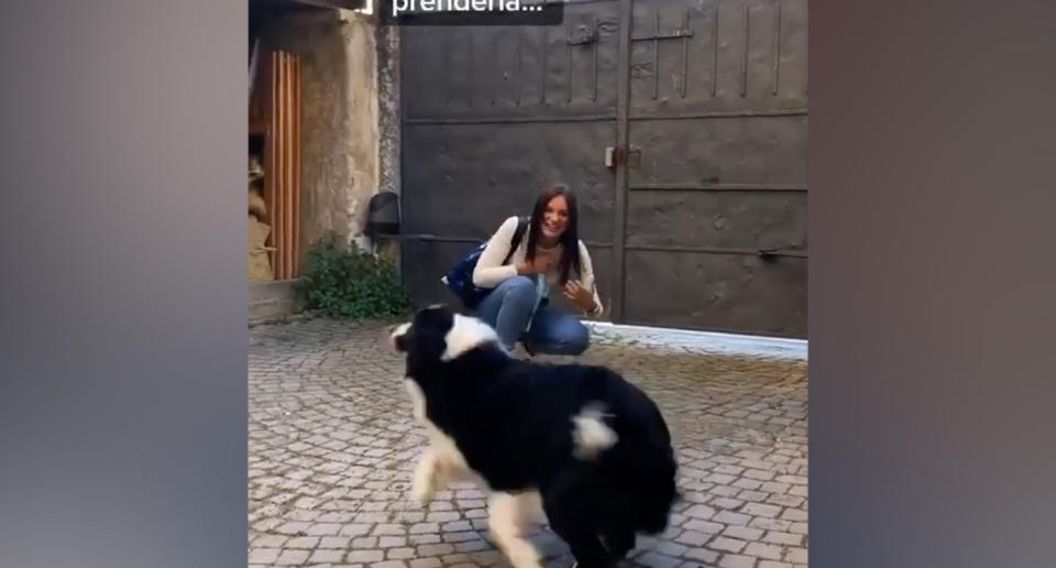 El perro agita la cola sin para, se mueve de un lado a otro y llora al ver a su dueña. (Crédito: TikTok/jessicacristofoli1)