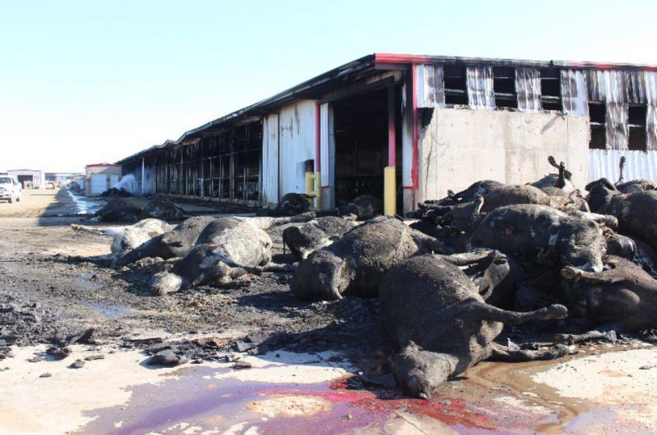 A photo from the Texas State Fire Marshal's report shows mounds of dead cows from the South Fork Dairy fire in April 2023.