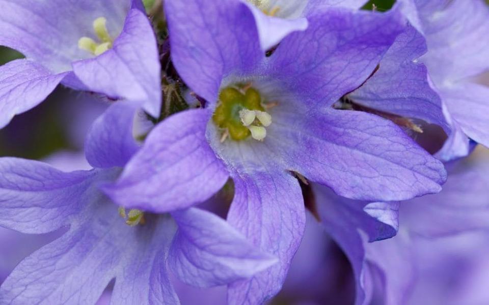  Campanula lactiflora 'Prichard's Variety' - Marianne Majerus