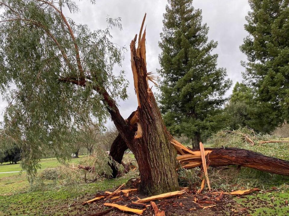 Storm damage is seen Wednesday, Jan. 27, 2021, at Ancil Hoffman Golf Course in Carmichael, Calif., after a fierce winter storm barreled across the Sacramento region. This tree on the second tee of the course was split apart.
