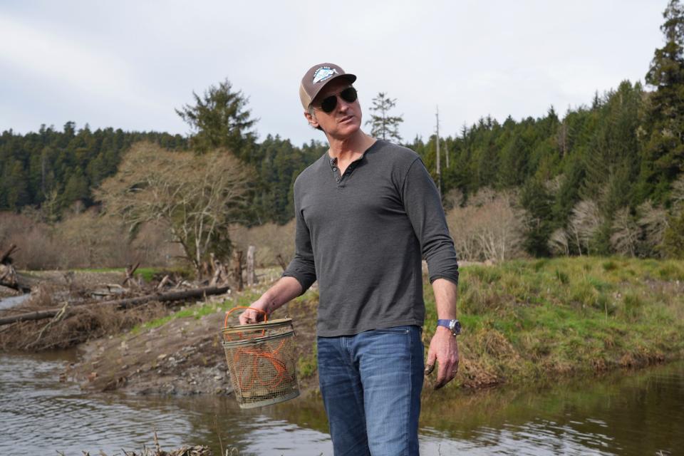 California Gov. Gavin Newsom holds fish trap while touring a salmon restoration project at Prairie Creek in Redwoods National Park, Calif., Monday, Jan. 29, 2024. (AP Photo/Terry Chea)