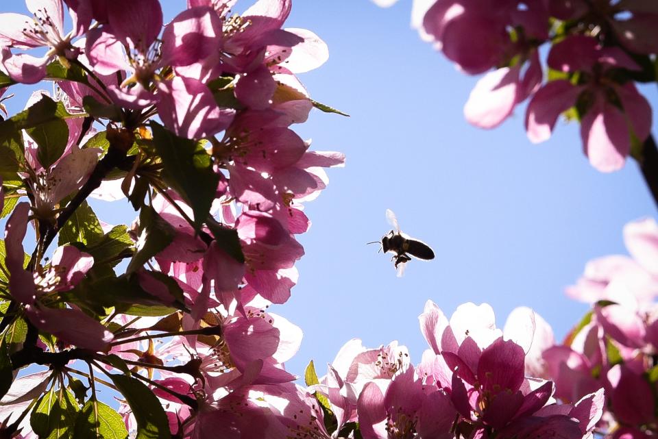 A honey bee pollinates a cherry blossom tree at Bellamy Harbor Park in Rome.