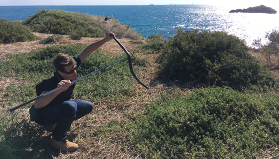 Dr Ladyman has been researching the island’s snake population for years. Source: Mel Evans/Department of Biodiversity, Conservation and Attractions