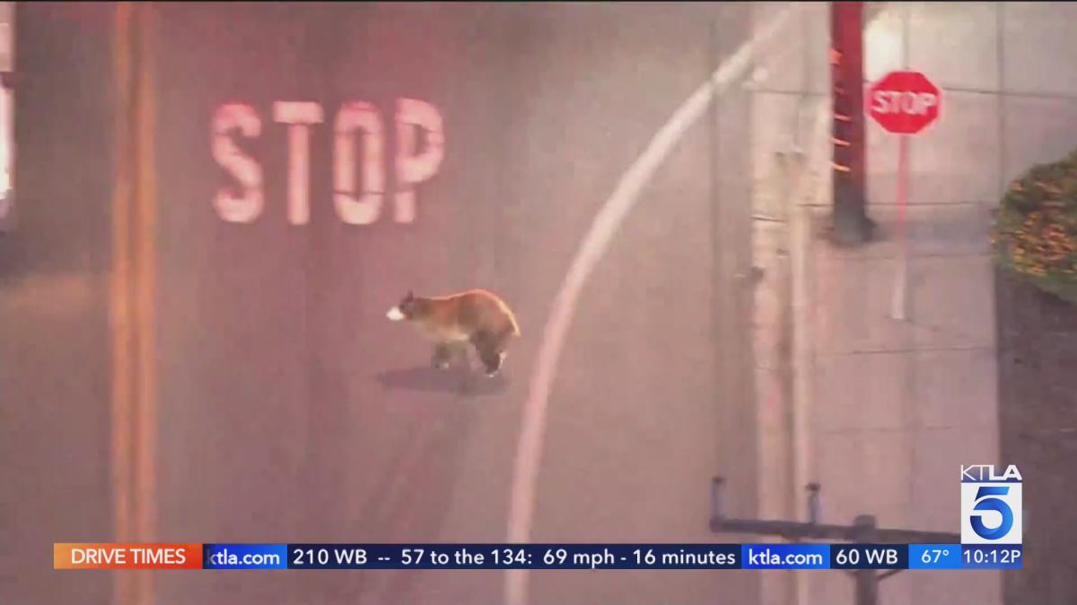 Bear remains on the run near San Bernardino