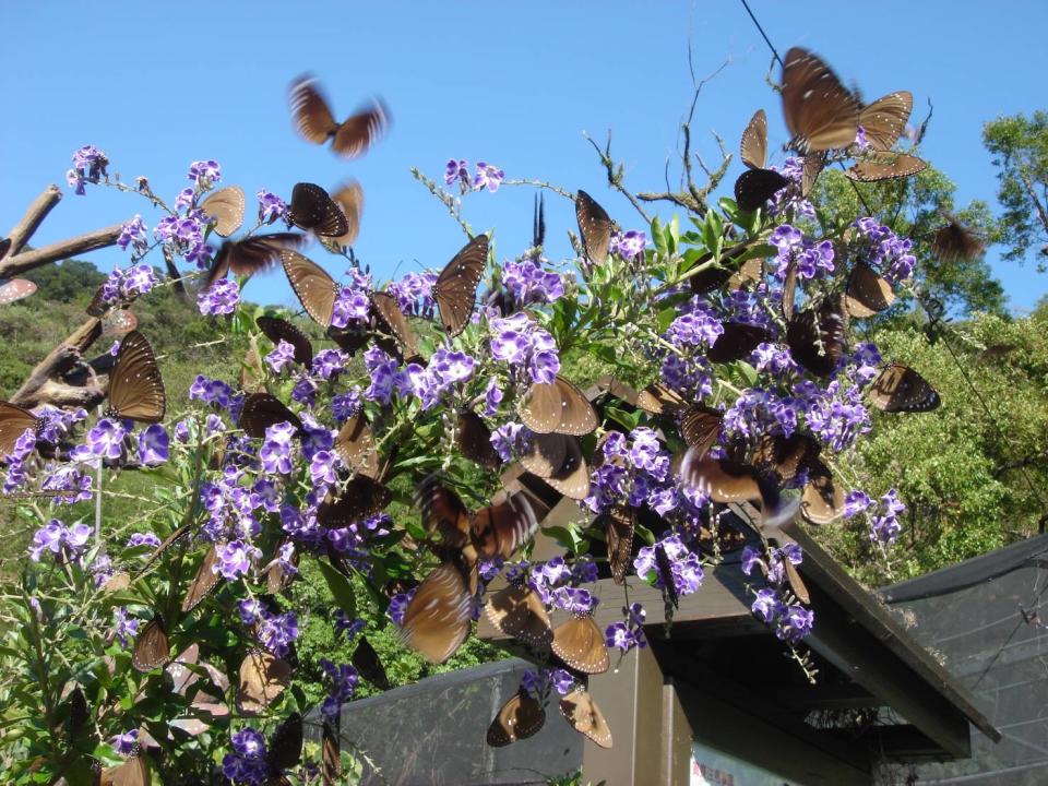 紫斑蝶來了 茂林賞蝶季體驗套票熱賣中