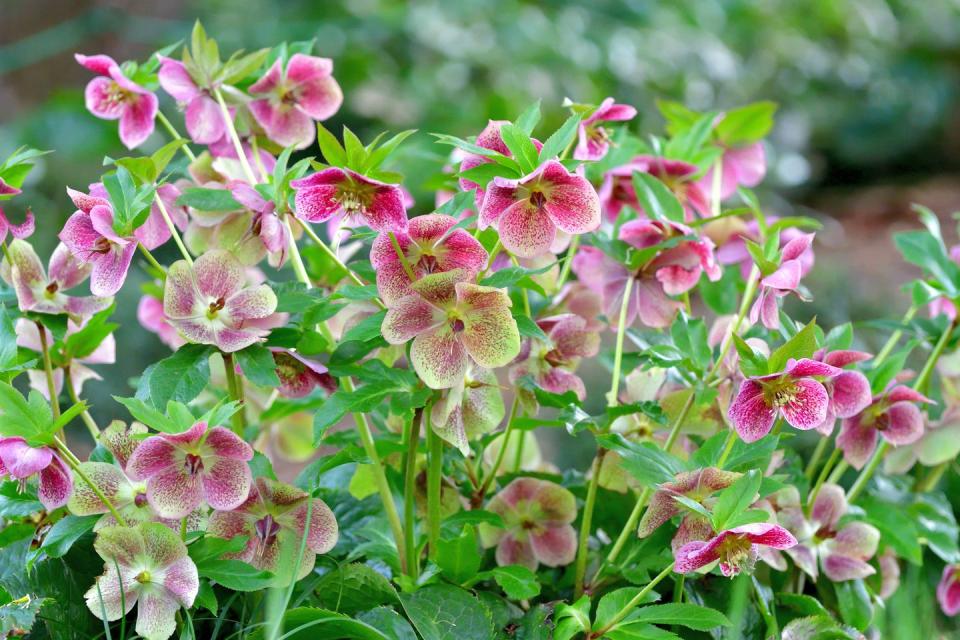 border plants, garden border plants, helleborus niger, also called christmas rose, winter rose or black hellebore, is an evergreen, perennial flowering plant in the buttercup family ranunculaceae christmas rose plant is toxic the flowers of five petals come in various colors, including white, red, pink, purple, green, yellow and apricot, and appear during winter, often at christmas, in mild climates and in late spring in colder areas