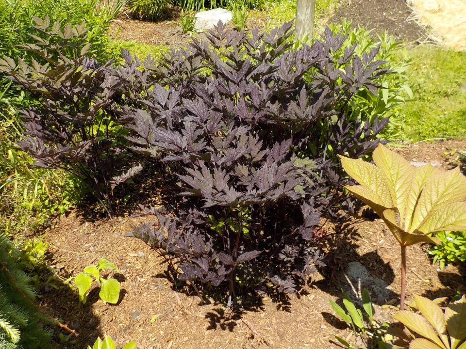 The foliage on Hillside Black Beauty is nearly black. Later, it will have fragrant, white bottlebrush flowers that bees love.