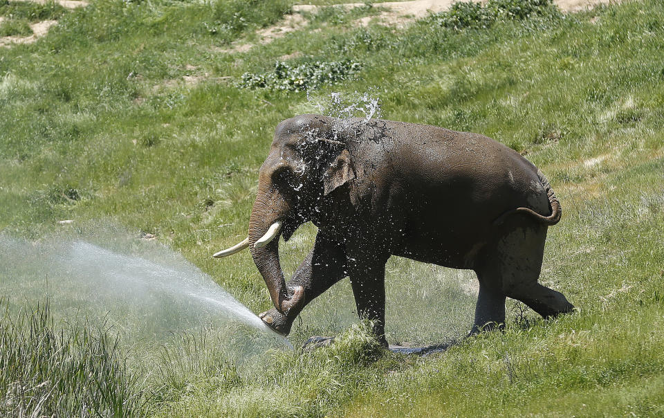 In this Friday April 26, 2019 photo Nicholas, an Asian elephant, plays with the water at the Performing Animals Welfare Society's ARK 2000 Sanctuary near San Andreas, Calif. The more than 2,000 acre sanctuary was built more than a decade ago to provide a more natural environment to animals that have spent years displayed at zoo's or forced to perform at circuses. (AP Photo/Rich Pedroncelli)