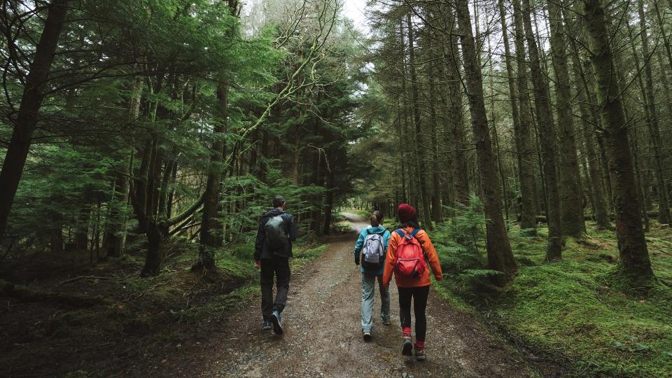 walkers in woodland