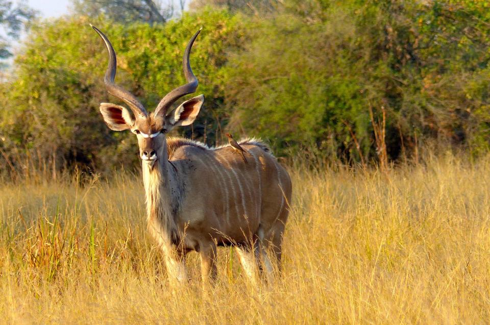 This Sept. 6, 2016 photo taken on Hunda Island in Botswana's Moremi Game Reserve, shows a Greater Kudu with a Red-Billed Oxpecker gleaning ticks from its back. It had just emerged from a forested area to graze. The grasslands of Botswana's Moremi Game Reserve attract many species of grazing animals. (Dean Fosdick via AP)